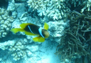  Descubrimientos submarinos increíbles 